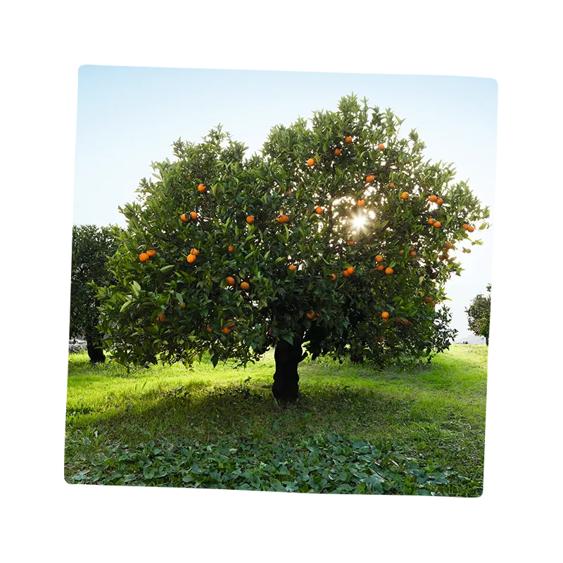 orangenbaum