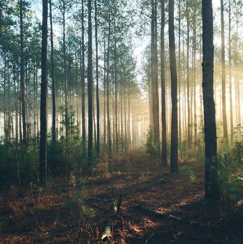forest